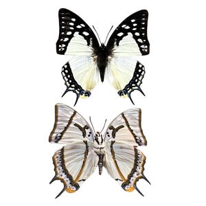 K&ouml;nnte beinhalten: Zwei Schmetterlinge vor wei&szlig;em Hintergrund. Der obere Schmetterling hat wei&szlig;e Fl&uuml;gel mit schwarzen R&auml;ndern und Punkten. Der untere Schmetterling hat wei&szlig;e und beige Fl&uuml;gel mit braunen und schwarzen Markierungen. Beide haben lange F&uuml;hler.