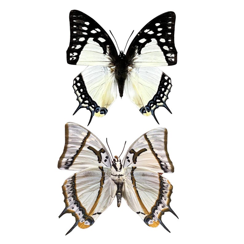 K&ouml;nnte beinhalten: Zwei Schmetterlinge vor wei&szlig;em Hintergrund. Der obere Schmetterling hat wei&szlig;e Fl&uuml;gel mit schwarzen R&auml;ndern und Punkten. Der untere Schmetterling hat wei&szlig;e und beige Fl&uuml;gel mit braunen und schwarzen Markierungen. Beide haben lange F&uuml;hler.