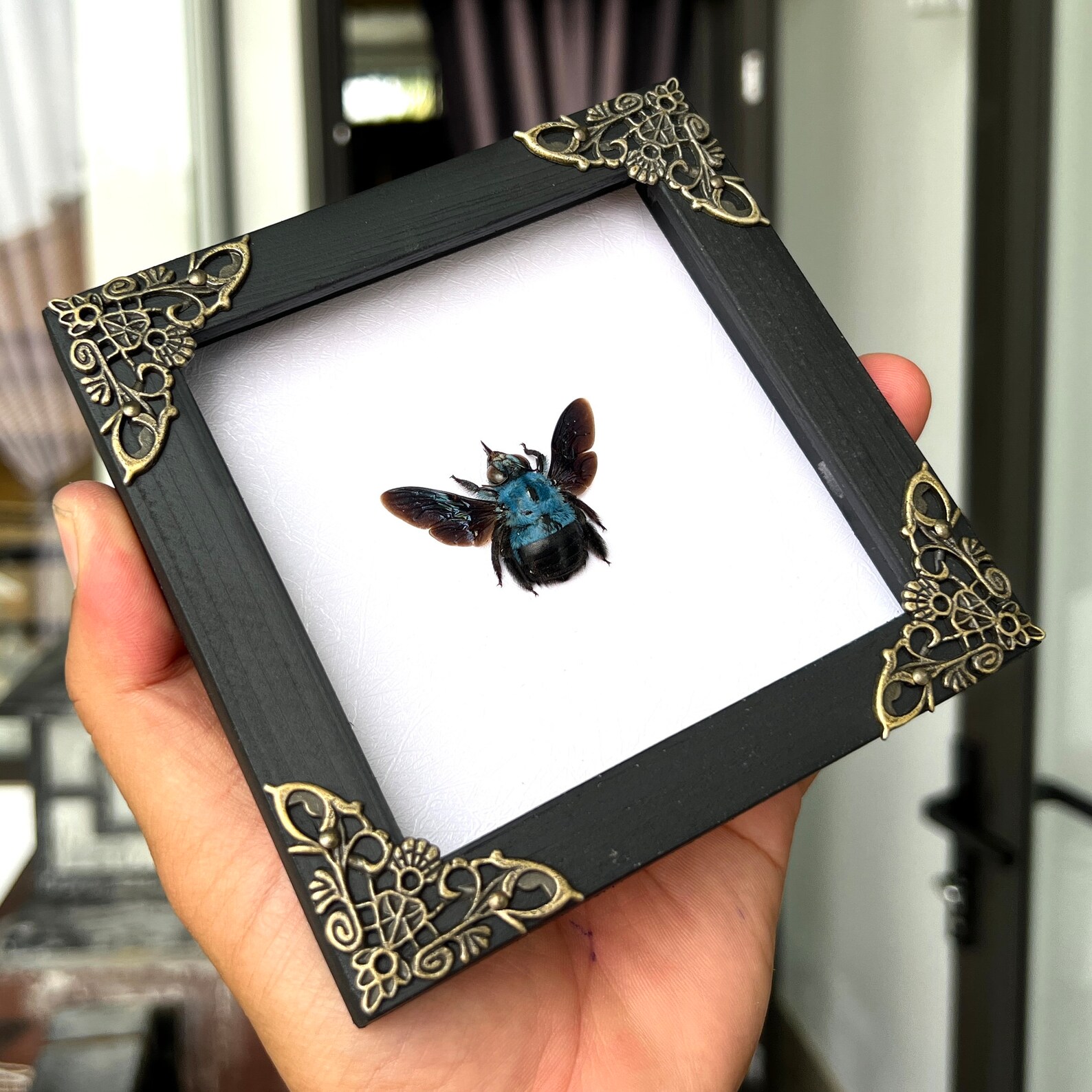 Designing Insect Frame Real Framed Blue Carpenter Bee Handmade Shadow Box Insect Frame Beetle ...