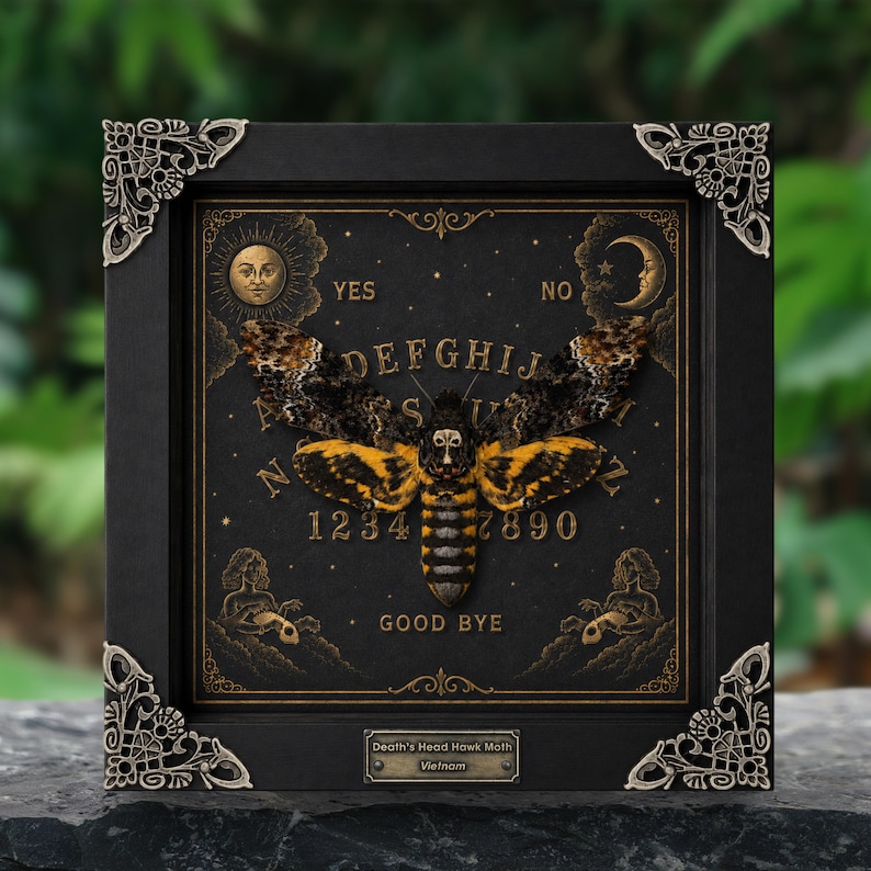 May include: A framed Death's Head Hawk Moth specimen centered over a black board printed with a gold spirit board design featuring letters, numbers, and celestial motifs. The black frame has ornate silver-toned metal corner accents and a label.