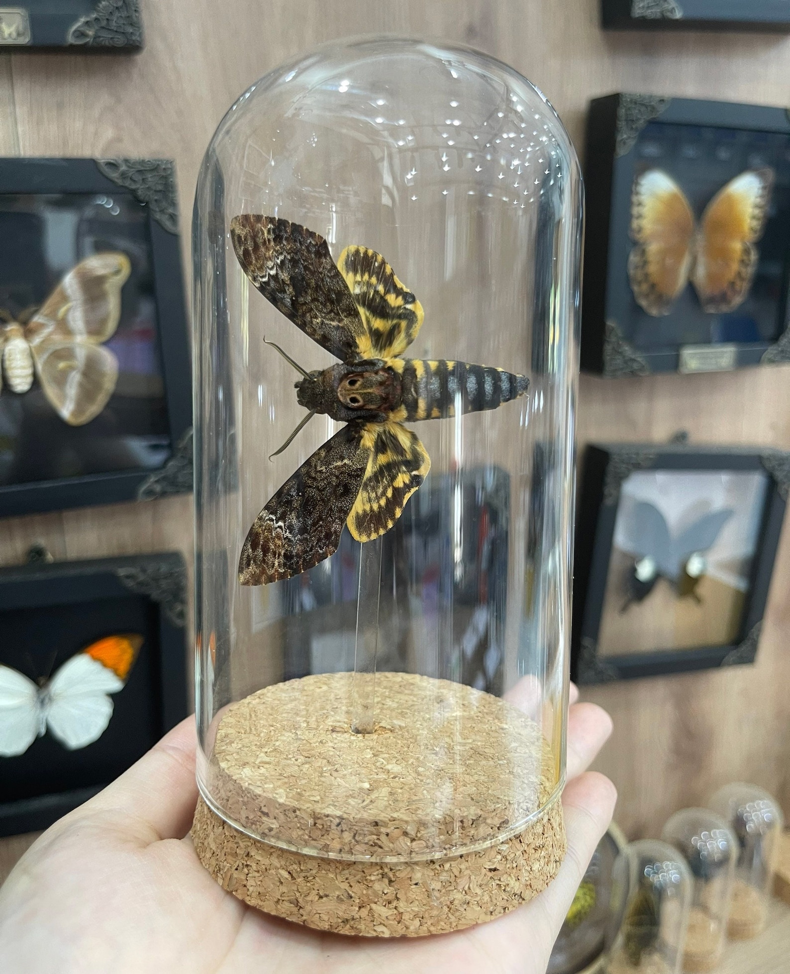 Death’s Head Hawk Moth displayed in a glass dome with cork base, held in hand, surrounded by other framed insect specimens