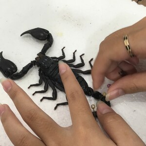 May include: A large, black scorpion with prominent pincers and segmented body. The scorpion is on a white surface, with hands and pins near the tail.