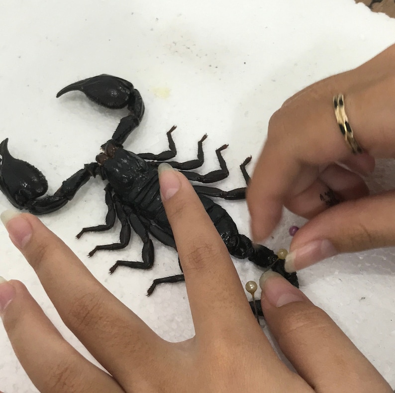 May include: A large, black scorpion with prominent pincers and segmented body. The scorpion is on a white surface, with hands and pins near the tail.