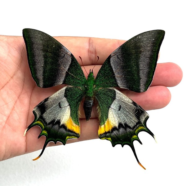 Dried Butterflies Etsy