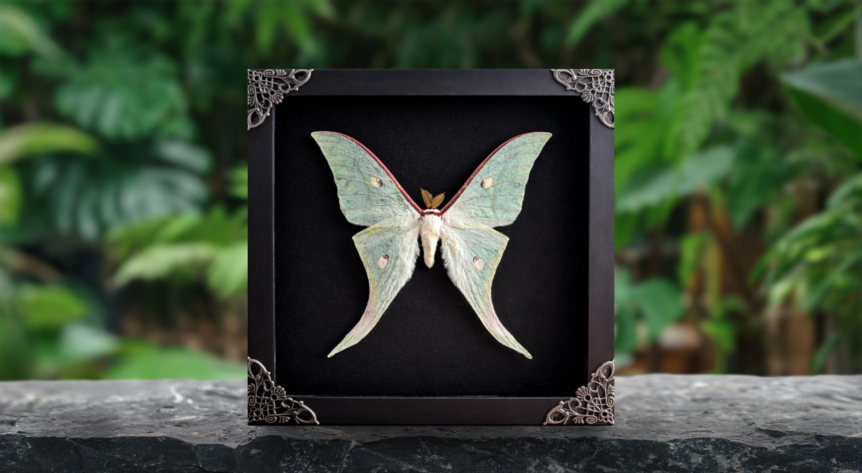 Real Framed Green Moon Moth Shadow Box Luna Moth Specimen Butterfly ...