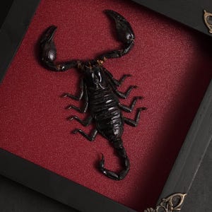 May include: A preserved black scorpion specimen mounted inside a square black wooden frame with ornate metallic corner accents. The scorpion is positioned against a textured deep red background, displaying its pincers and curved tail.