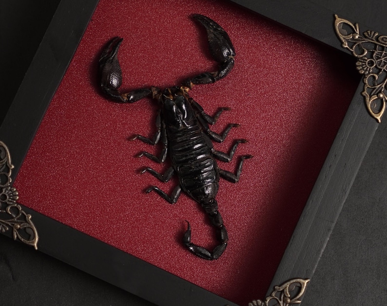 May include: A preserved black scorpion specimen mounted inside a square black wooden frame with ornate metallic corner accents. The scorpion is positioned against a textured deep red background, displaying its pincers and curved tail.