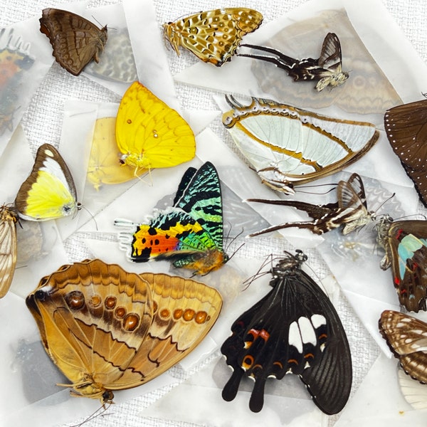 10 Real Mounted Unmounted Butterflies Preserved Insect Dried Ethical Butterfly Specimen Raw Moth Bug Oddity Entomology Taxidermy Taxadermy