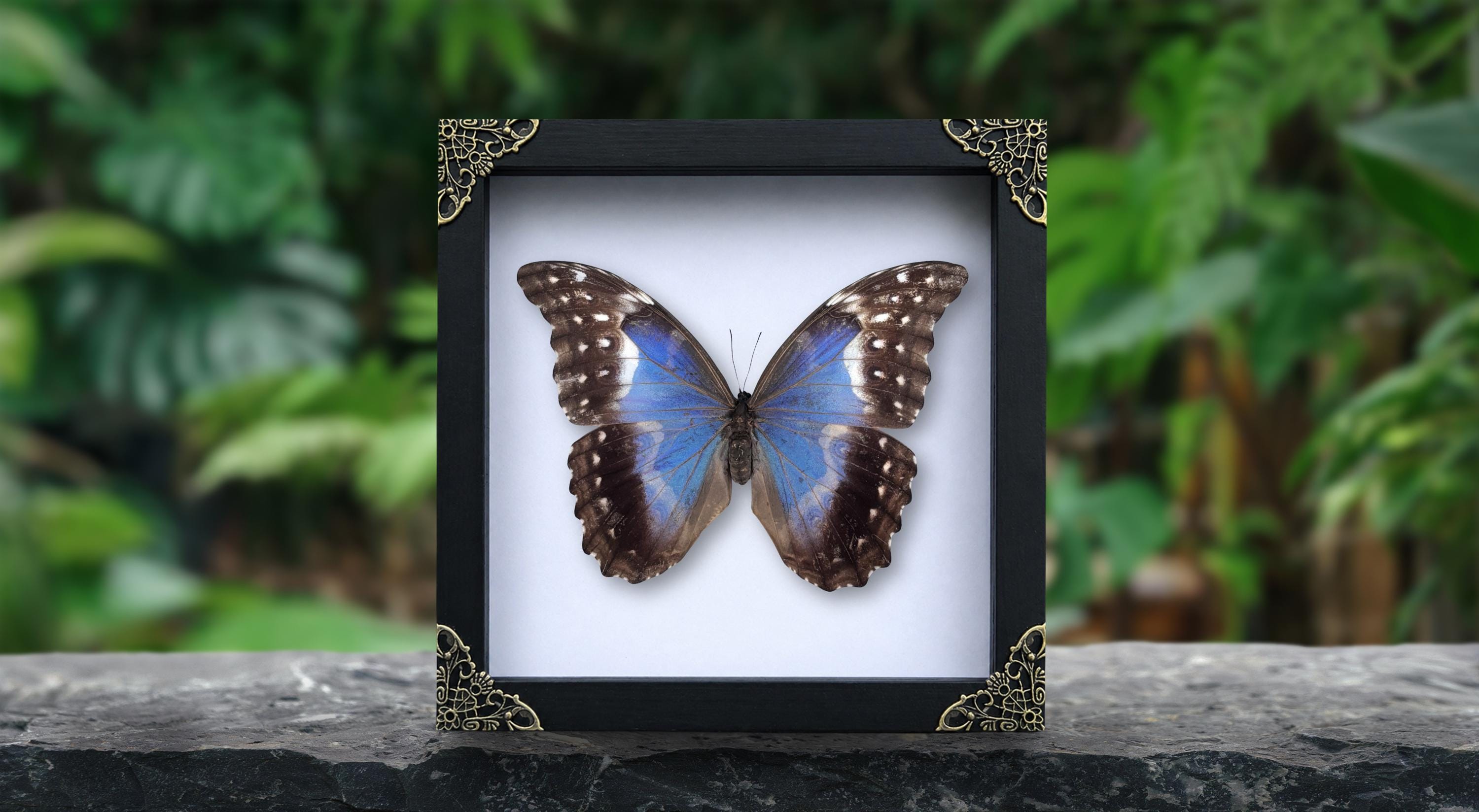 Real Frame Blue Morpho Butterfly Frame Butterfly Specimen Insect Frame ...