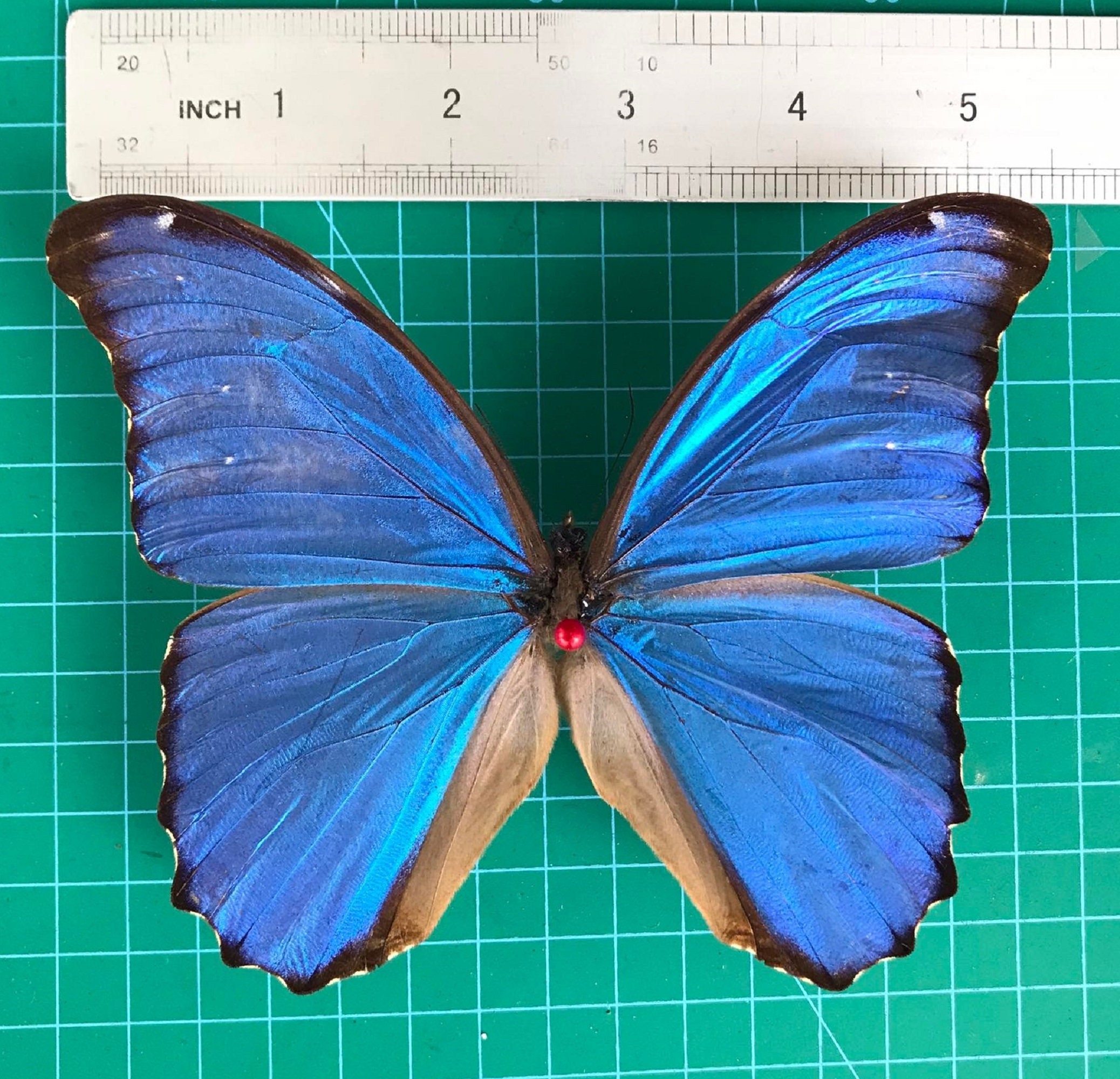 Real Framed Morpho Butterfly Shadow Box Insect Frame Dried Taxidermy ...