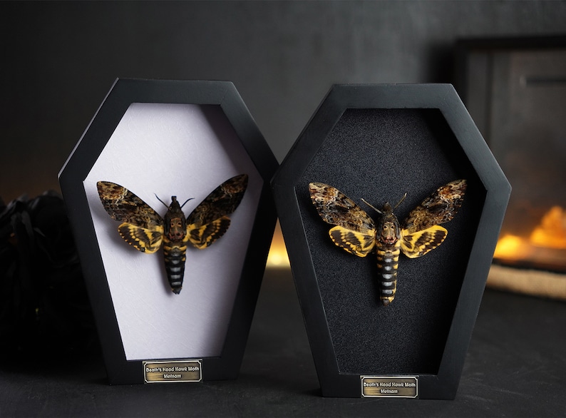 Peut inclure: Deux cadres hexagonaux noirs avec un fond blanc et noir, chacun pr&eacute;sentant un sphinx t&ecirc;te-de-mort pr&eacute;serv&eacute;. Les cadres portent une &eacute;tiquette dor&eacute;e avec le texte "Death's Head Hawk Moth, Acherontia Atropos".