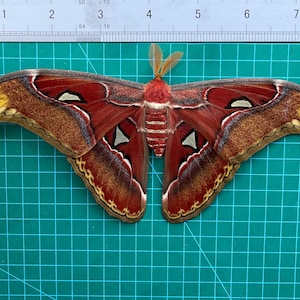 May include: An Atlas moth, wingspan approximately 20 cm, rests on a green grid. The moth's wings display detailed patterns in brown, red, and yellow. A ruler is positioned above the moth to show its size.