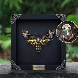 May include: A framed specimen of a Death's Head Hawk Moth, with a detailed close-up inset. The moth has a distinctive skull-like marking on its thorax, with brown, yellow, and black wings. The frame is black with ornate corner accents.