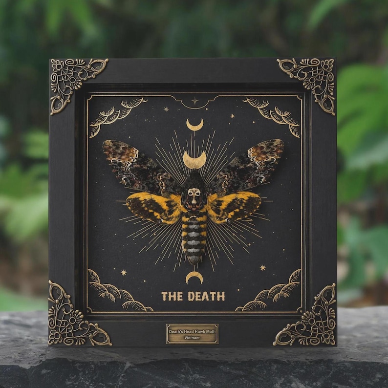 May include: A framed Death's Head Hawk Moth specimen displayed in a black shadow box with ornate gold corner accents. The background features gold celestial moon phases, sunburst lines, and the text THE DEATH. A small plaque reads Death's Head Hawk Moth Vietnam.