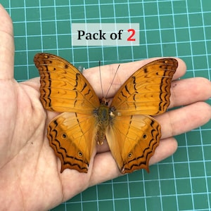 2 Orange Butterfly Open Wings Taxidermy Spread Butterfly Taxadermy Insect for Entomology Display,Study, Décor, Earring Arts image 1