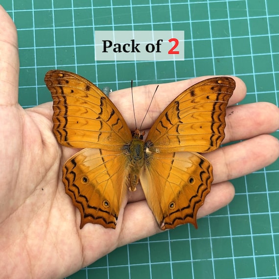 2 Orange Butterfly Open Wings Taxidermy Spread Butterfly Taxadermy Insect for Entomology Display,Study, Décor, Earring Arts