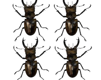 4 Real Lucanus Stag Beetle Taxadermy Pinned Dried Insect Specimens Taxidermy Collection Wall Art Decoration Jewellery Making