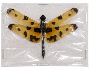 Real Yellow Dragonfly Insect Bugs Beetle Taxadermy Pinned Dried Insect Specimens Taxidermy Collection Wall Decoration Jewellery Making