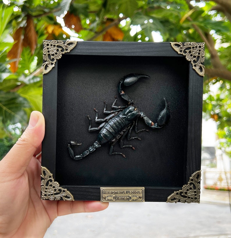 Real Framed Scorpion Shadow Box Insect Frame Taxidermy Taxadermy Black Wall Decor Artwork Gothic Home Decor 6.2 Inches