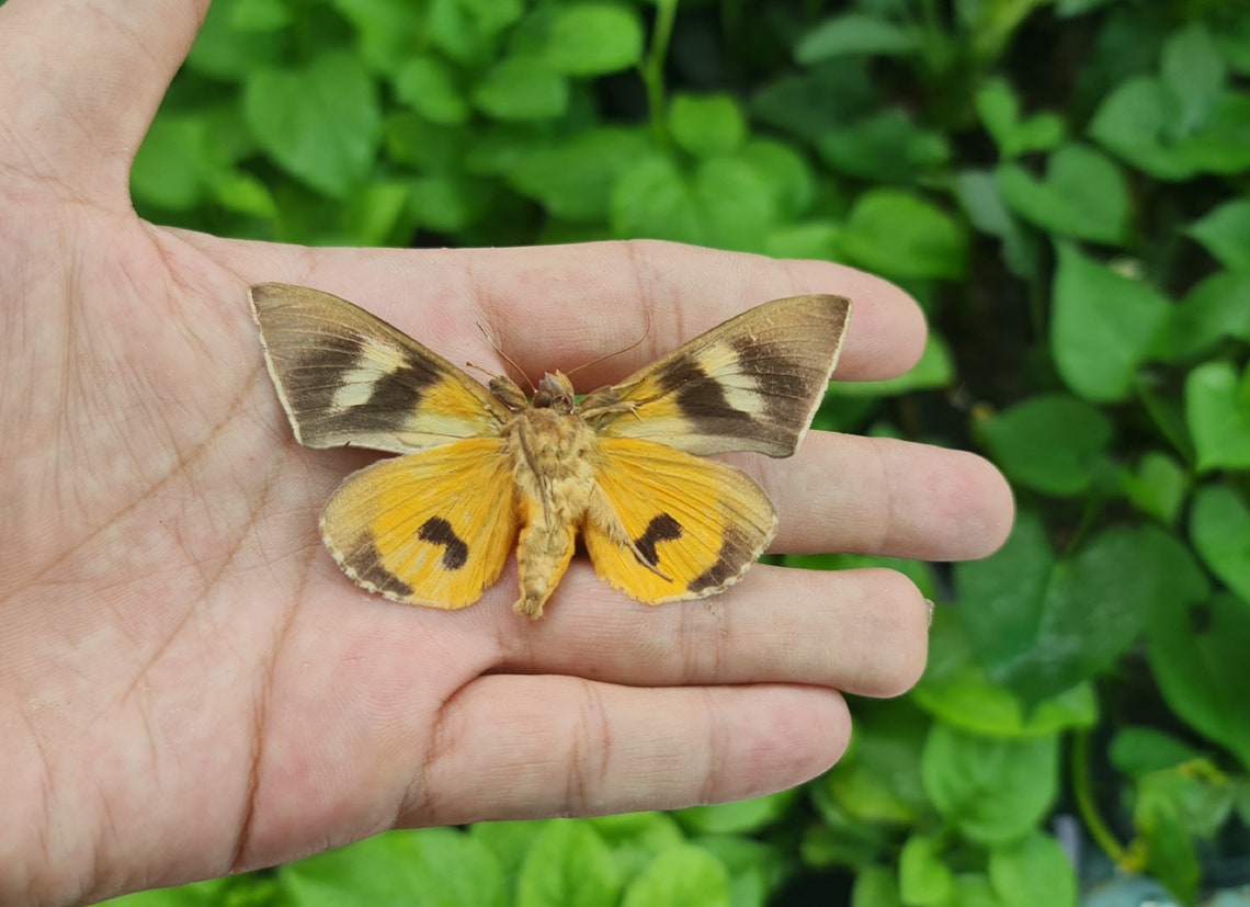 Yellow Spread Butterfly Open Wings Taxidermy Butterflies for Etsy Canada