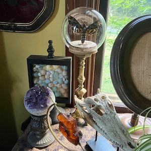 May include: A collection of decorative objects including a moth specimen inside a glass dome on a brass stand, a black shadow box filled with speckled eggs, a purple amethyst geode on a pedestal, a piece of amber on a metal stand, and a skull.
