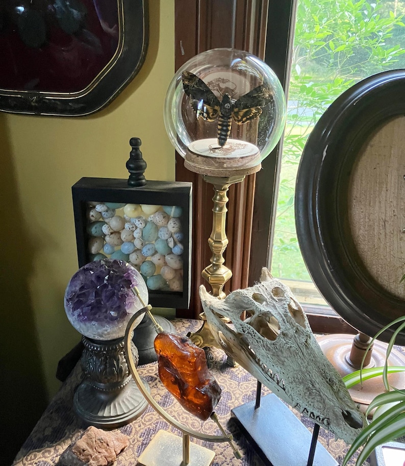 May include: A collection of decorative objects including a moth specimen inside a glass dome on a brass stand, a black shadow box filled with speckled eggs, a purple amethyst geode on a pedestal, a piece of amber on a metal stand, and a skull.