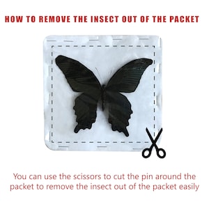 K&ouml;nnte beinhalten: Ein schwarzer Schmetterling wird in einem wei&szlig;en Paket gezeigt. Der Text lautet "HOW TO REMOVE THE INSECT OUT OF THE PACKET". Eine Schere befindet sich neben dem Paket, mit Anweisungen zum Ausschneiden um den Stift.