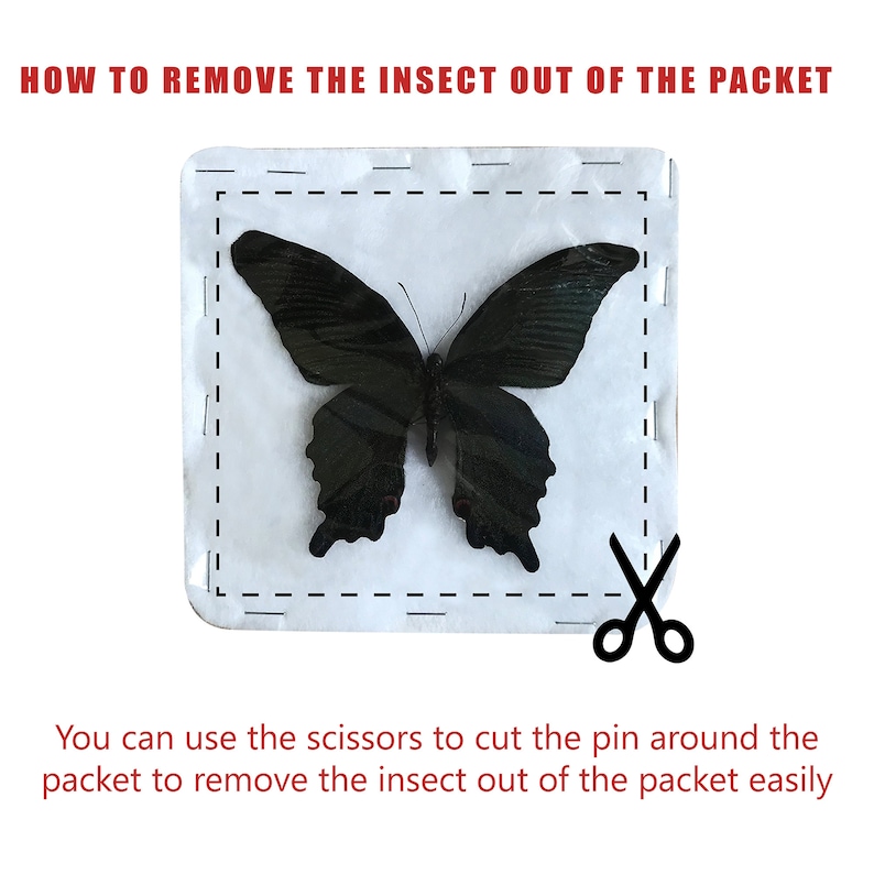 K&ouml;nnte beinhalten: Ein schwarzer Schmetterling wird in einem wei&szlig;en Paket gezeigt. Der Text lautet "HOW TO REMOVE THE INSECT OUT OF THE PACKET". Eine Schere befindet sich neben dem Paket, mit Anweisungen zum Ausschneiden um den Stift.