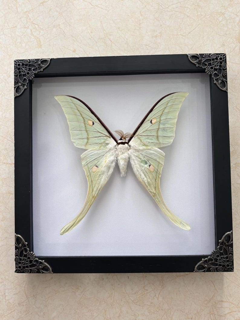 Real Framed Green Moon Moth Shadow Box Luna Moth Specimen Butterfly ...