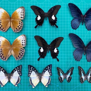 Peut inclure: Une collection de dix papillons préservés disposés sur trois rangées. En haut à gauche, deux papillons fauves aux bords brun foncé. Au centre, deux papillons noirs avec des taches blanches. À droite, deux papillons bleu foncé.