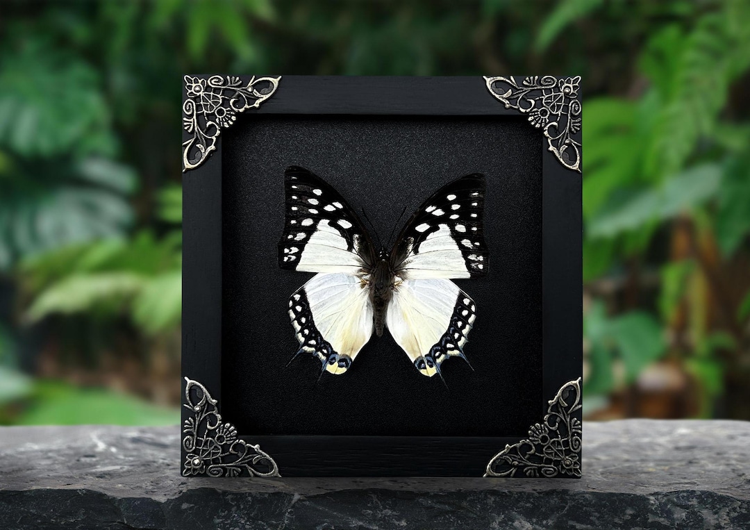 Real Framed Butterfly Handmade Shadow Box Insect Frame Taxidermy ...