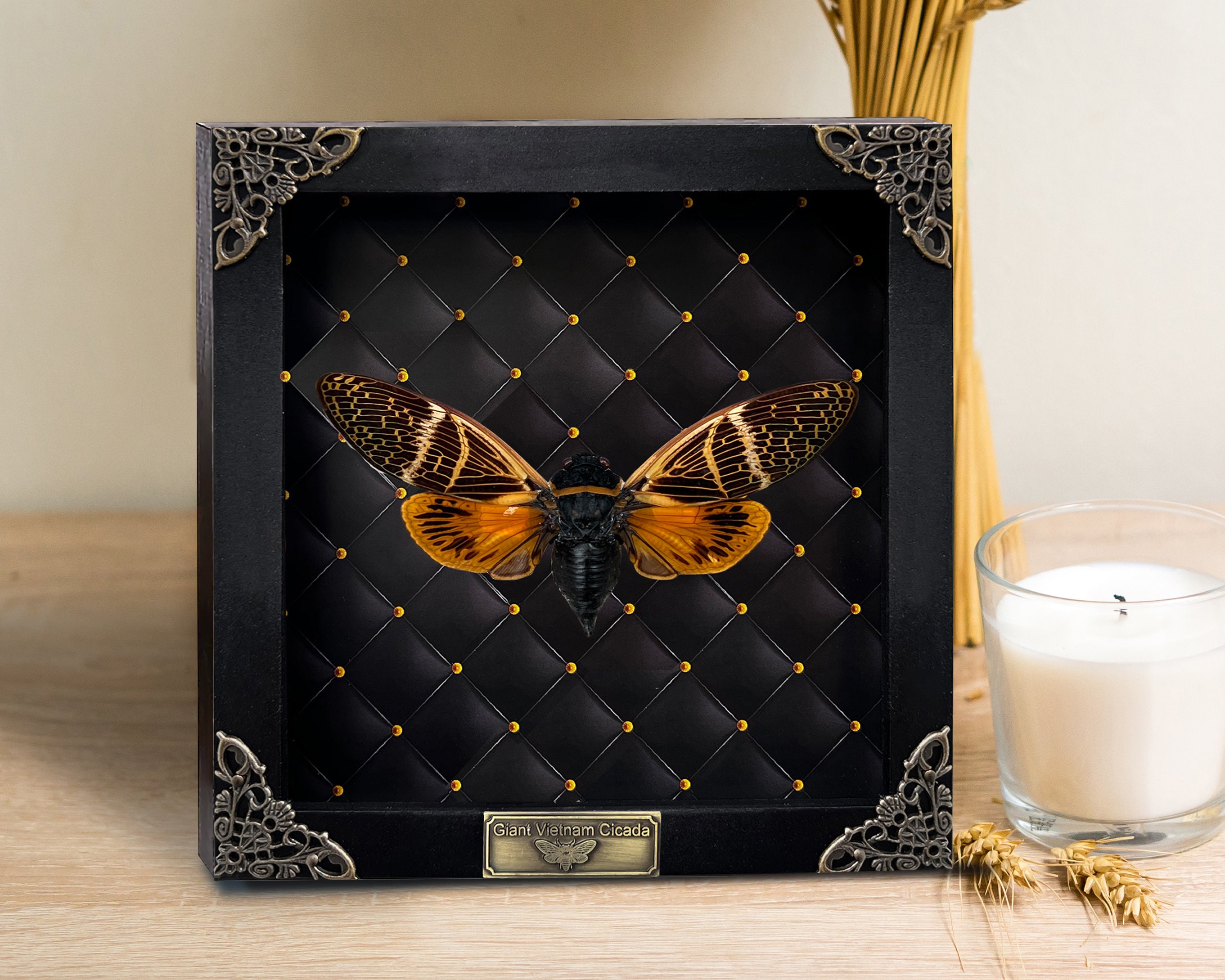 Cicada Artwork Christmas Frame Witch Home Decor Shadow Box Bug Beetle ...