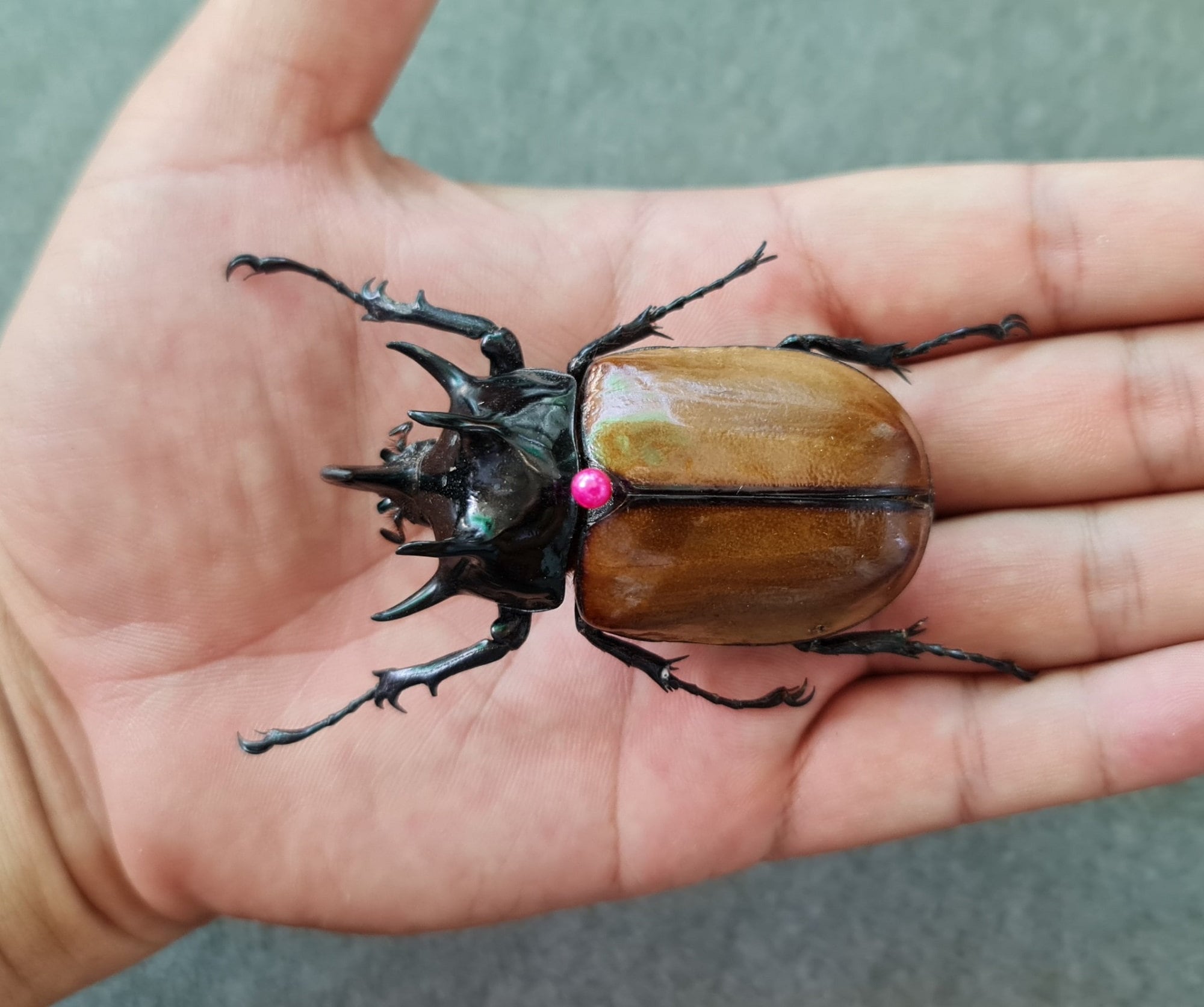 ONE Real Eupatorus Dynastinae LARGE Five-horned Spread