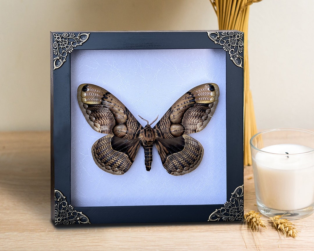 Real Framed Butterfly Shadow Box Insect Frame Dried Taxidermy Dead ...