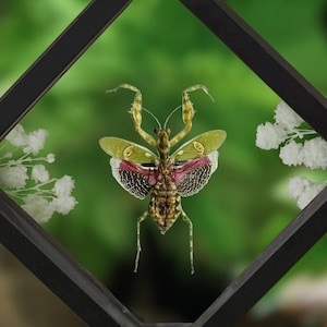 May include: A preserved green and brown mantis with pink and yellow wings is displayed in a black diamond-shaped frame with white flowers.