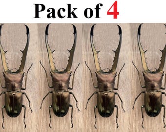 4 Real Stag Beetles Cyclomattus Metallifer Finae Bugs Taxadermy Pinned Dried Insect Butterfly Specimens Taxidermy Entomology Collection