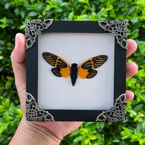 Cicada Shadow Box Black Gothic Table Top Decor Insect Display Case Beetle Lanternfly Taxadermy Goth Wall Art Moody Home Decor