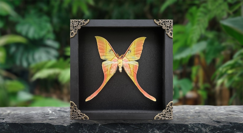 Moth In Frame Real Luna Moon Moth in Frame Butterfly Insect Frame Dried Taxidermy ...
