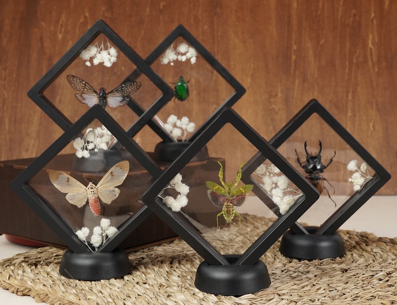 Real Cicada Framed Bookshelf Display ,gift Idea for Fathers Day, Dried ...