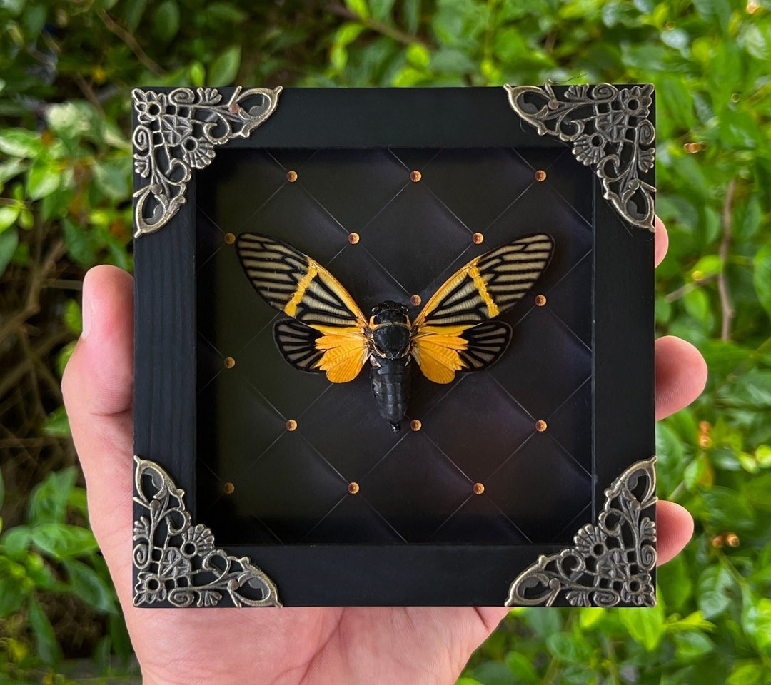 Buy Real Cicada Taxidermy Framed Insect Black Orange Cicada Online in India  Etsy