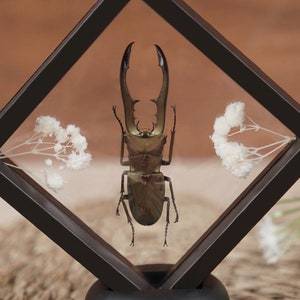 May include: A preserved stag beetle with long, brown mandibles is displayed in a black diamond-shaped frame with white dried flowers.