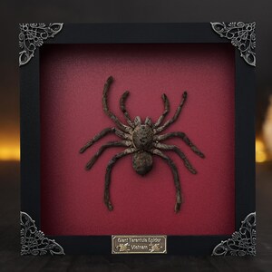 Spiders Heart Frame, Real Love Spider Tarantula Taxidermy, Gothic Wedding Gift Couple Anniversary Gift Oddities Curiosities Gothic Decor Square Burgundy