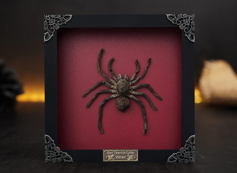 Spiders Heart Frame, Real Love Spider Tarantula Taxidermy, Gothic Wedding Gift Couple Anniversary Gift Oddities Curiosities Gothic Decor Square Burgundy