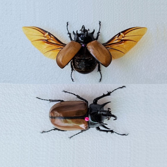 ONE Real Eupatorus Dynastinae LARGE Five-horned Spread