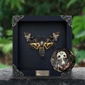 Real Framed Death Head Moth Acherontia Frame Dried Butterfly Skull Dead Taxidermy Taxadermy Oddity Insect Bug Wall Art Christmas Decor