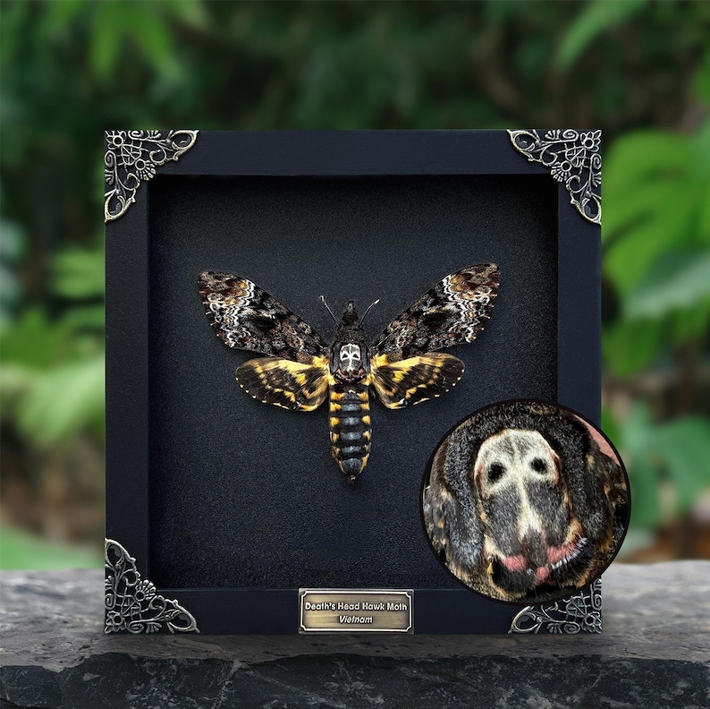 Real Framed Death Head Moth Acherontia Frame Dried Butterfly Skull Dead Taxidermy Taxadermy Oddity Insect Bug Wall Art Halloween Decor
