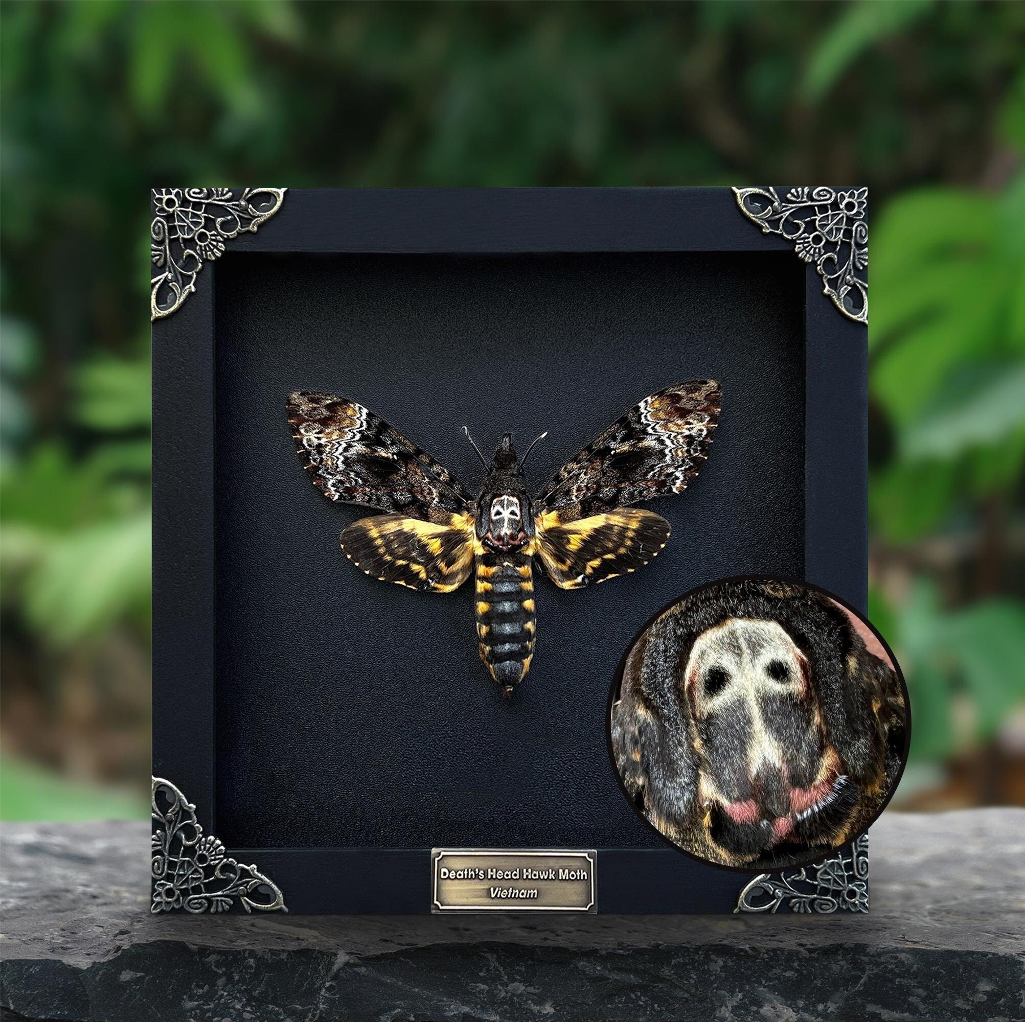 Real Framed Death Head Moth Acherontia, Dried Butterfly Skull Moth Taxidermy Taxadermy , Oddity Insect Bug Wall Art , Black Gothic Decor