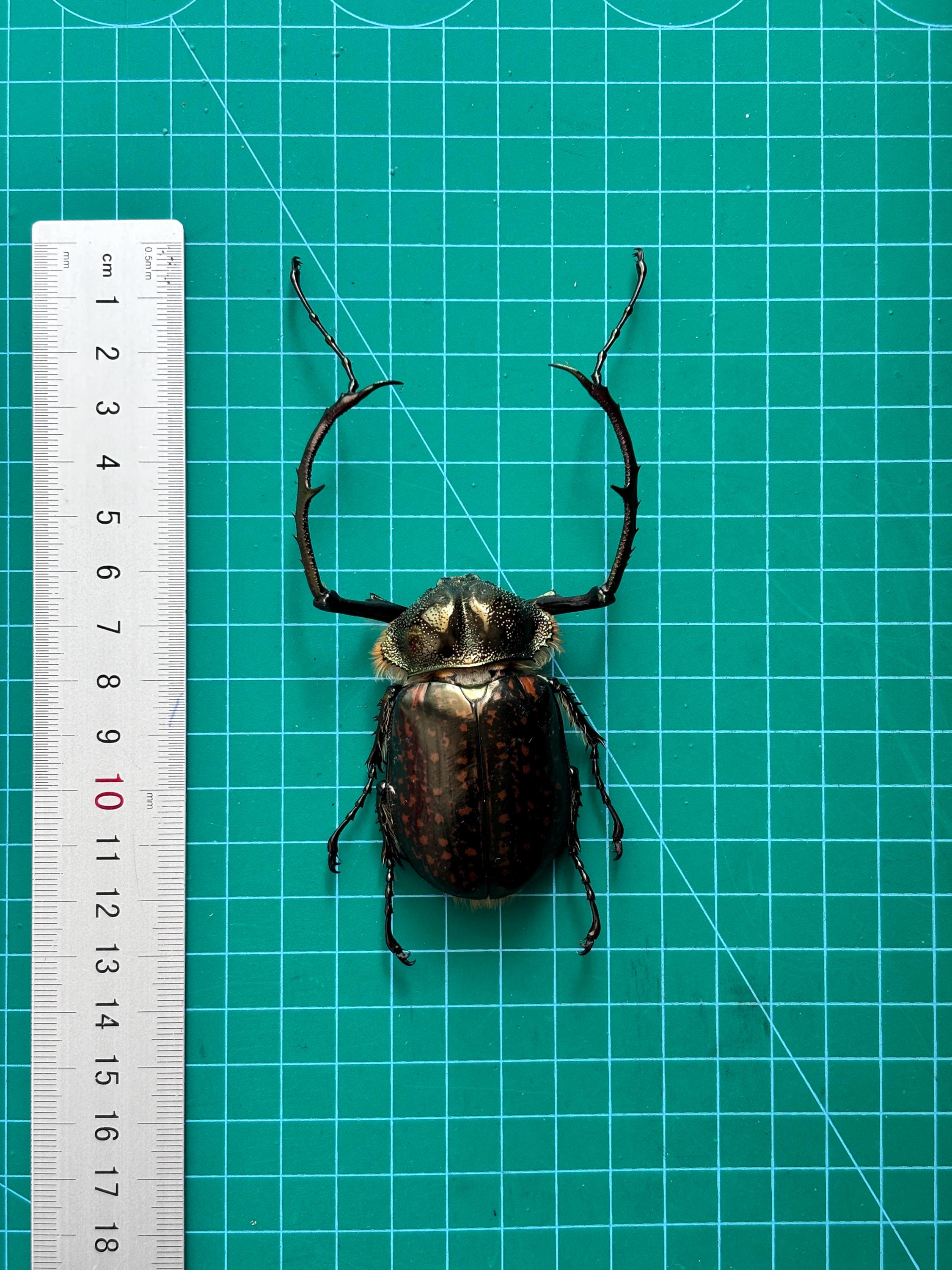 1 Cheirotonus Long Arm Beetle 5