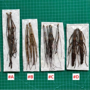 May include: Four rectangular white paper mounts labeled #A, #B, #C, and #D, each containing preserved brown stick insects. Mount #A holds two long specimens, #B has two slender ones, #C features several thin insects, and #D displays two thicker insects.
