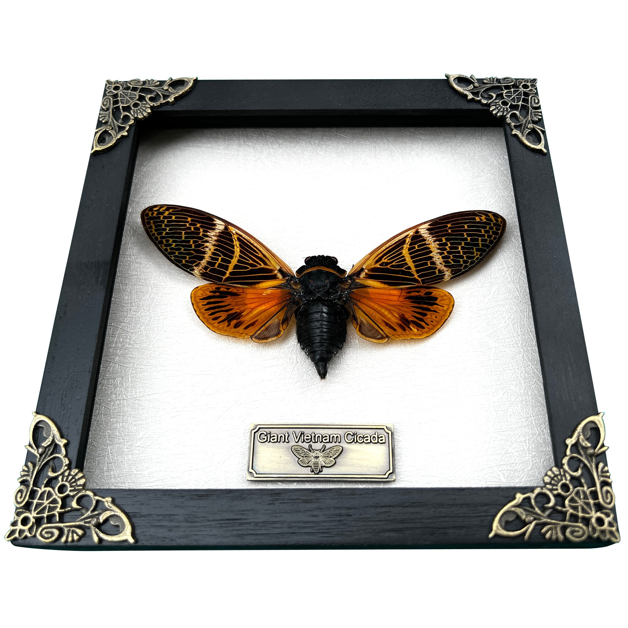 Designing Insect Frame Real Framed Cicada Cicadoidea Shadow Box Bug Insect Frame - Etsy